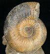 Well Preserved Stephanoceras Ammonite #11488-3